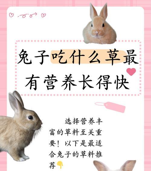 兔子的饮食乐园——树叶的美食盛宴（探索兔子喜欢吃的树叶种类与特点）