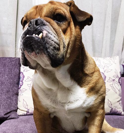 英国斗牛犬（了解英国斗牛犬的外貌特征和智力水平）