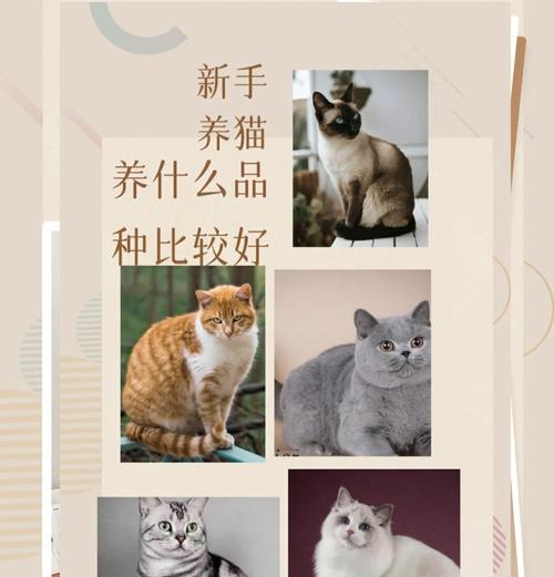 国产猫咪（探索5种国产猫咪，你最喜欢哪一种？）