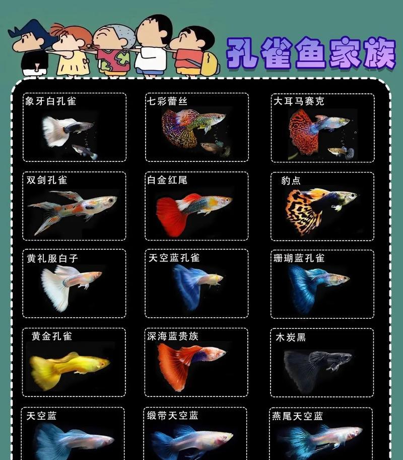 探索孔雀的种类及其特点（孔雀）