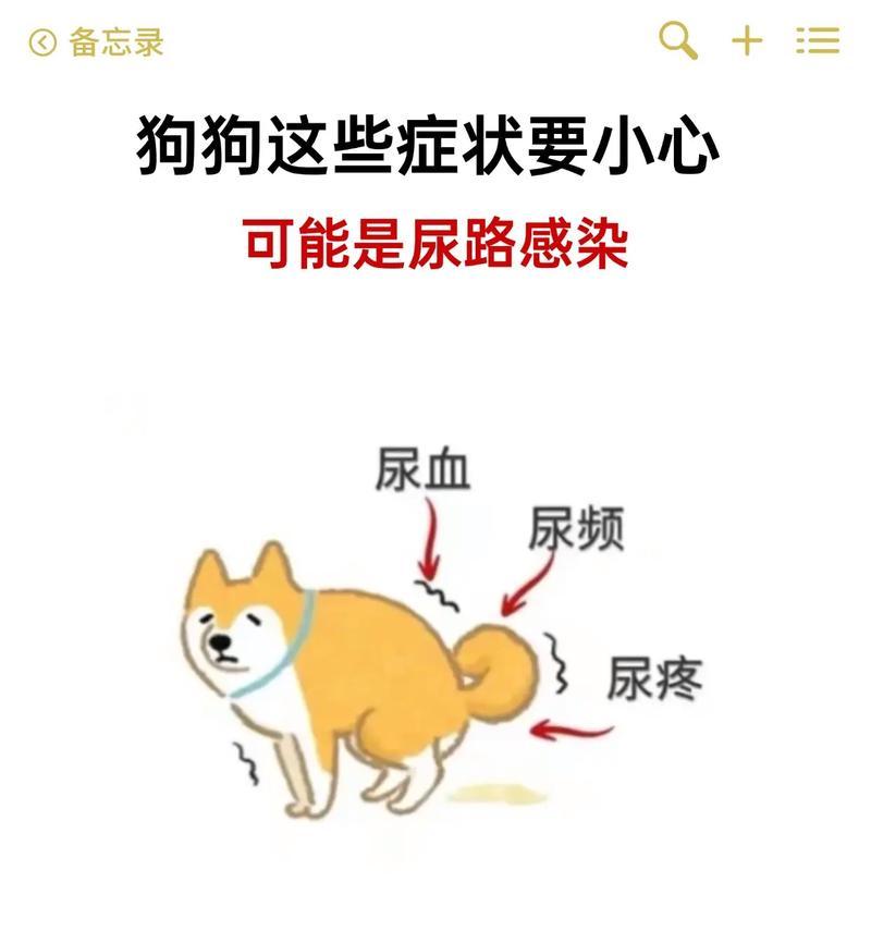 为什么会导致狗狗尿路感染？（了解尿路感染的原因及预防方法）