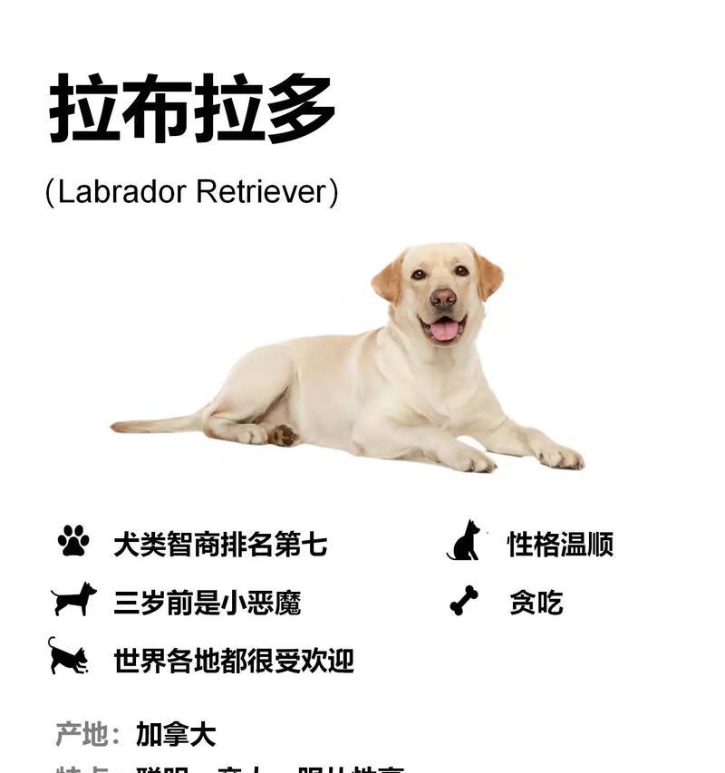 探秘拉布拉多犬500天睡眠习惯的奥秘（了解拉布拉多犬睡眠需求，让它们健康快乐成长）