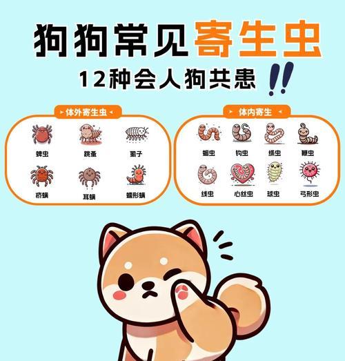 治疗狗狗绦虫节片需要多长时间？（了解狗狗绦虫节片的治疗时间及注意事项）