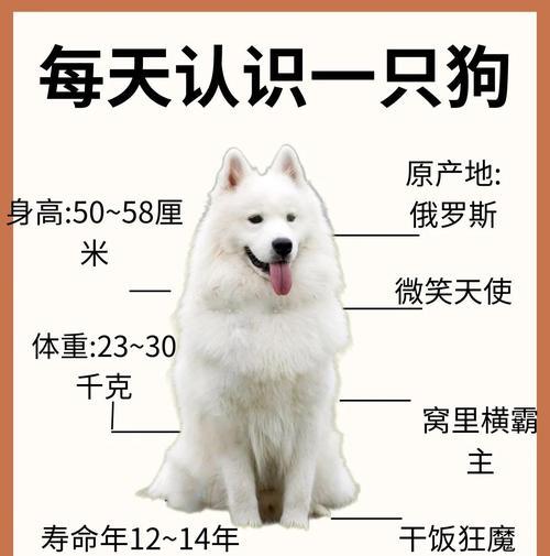 萨摩耶散步的最佳时长及注意事项（养萨摩耶必看！散步时间要适中，让它保持健康好心情）