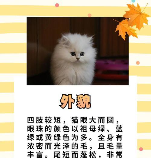 金吉拉猫与波斯猫的区别与分辨方法（了解它们的特点，轻松辨别喵星人）