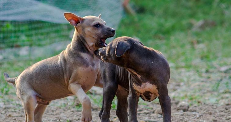 训练比特犬的关键要点（培养比特犬优秀的训练品质和能力）