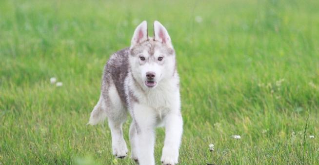 如何养好哈士奇幼犬（关注这些细节，让你的哈士奇健康成长）