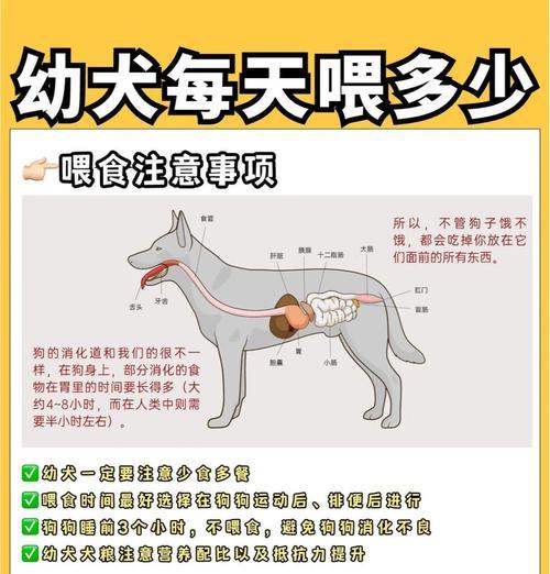 了解狗狗肠胃炎的原因及治疗养护知识（科学预防与综合治疗，让狗狗远离肠胃炎）