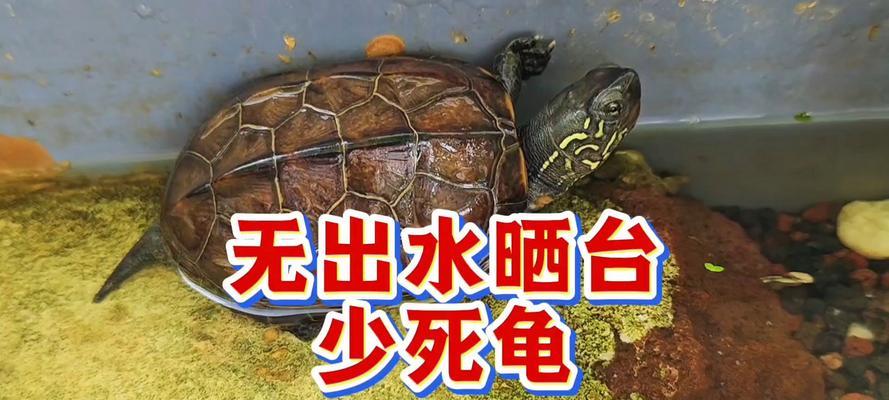 晒台在乌龟饲养中的重要性（选择合适的晒台，让乌龟健康成长）