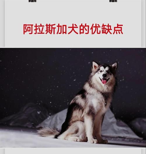 阿拉斯加幼犬的合理喂养量和喂食频次（不同年龄段阿拉斯加幼犬的饮食需求和喂养规律）