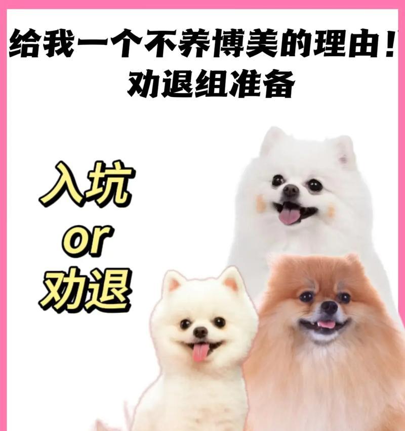 博美狗的睡眠需求与作息时间（了解博美狗的睡眠习惯，帮助它们获得充足的休息）