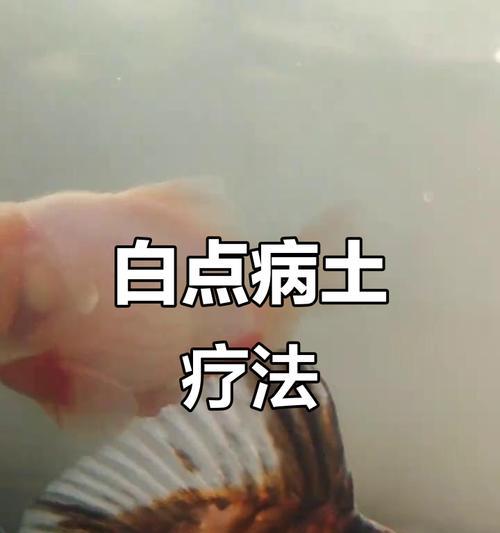 白点病的治疗方法大揭秘！（针对白点病的有效治疗方法及预防措施一览。）