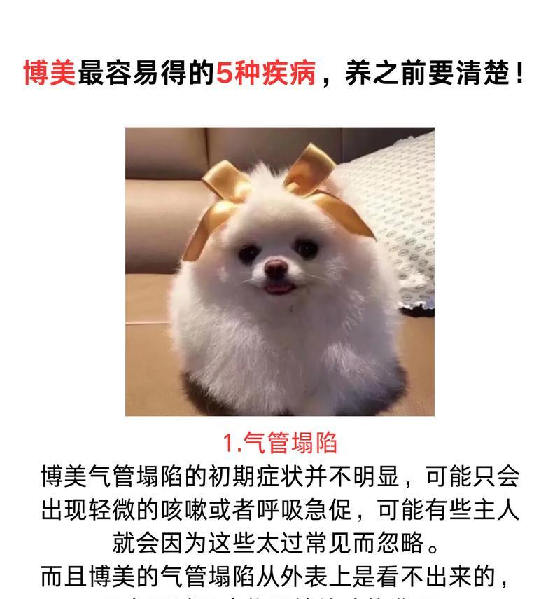 解析博美犬价格的四大因素（了解博美犬价格波动的关键因素）
