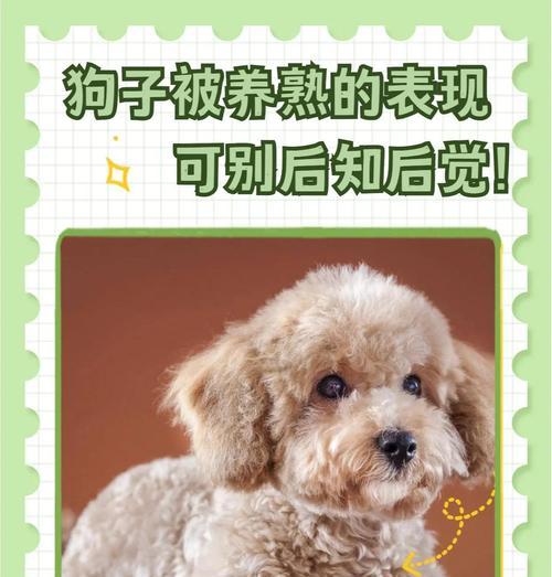 狗狗也可以验血型？解密你家狗狗的血型之谜（了解你家狗狗的血型，从这一点开始）