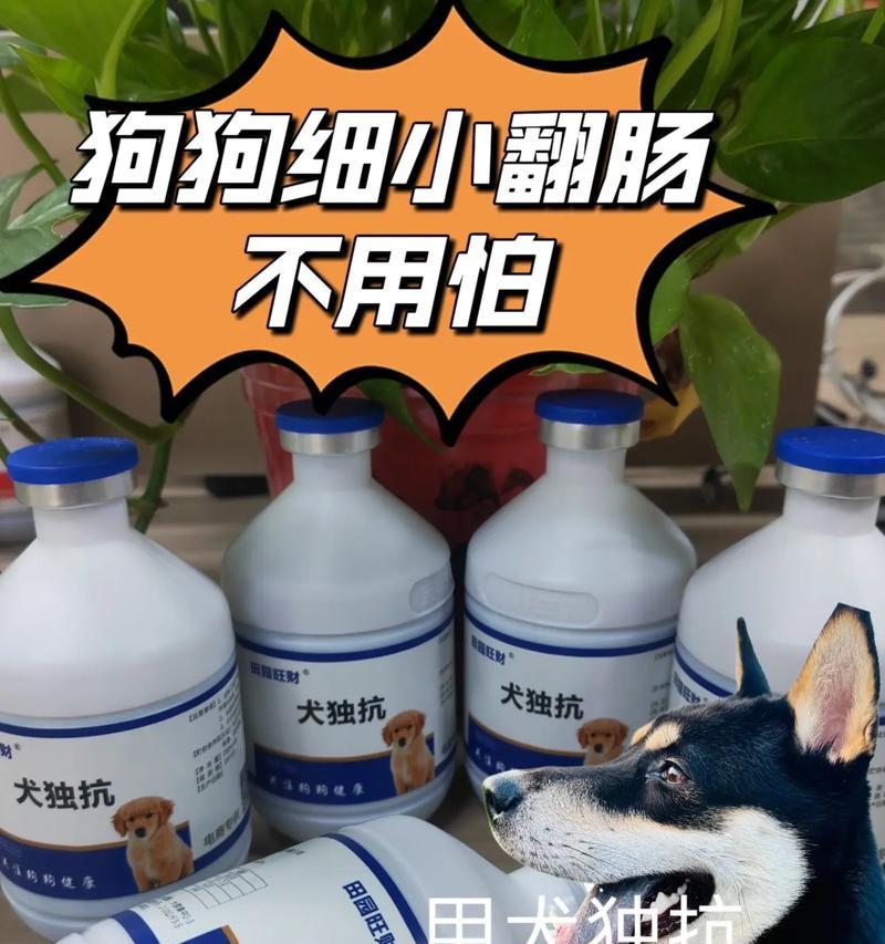 解读狗狗翻肠子的原因及应对方法（探寻狗狗翻肠子的动机与解决之道）