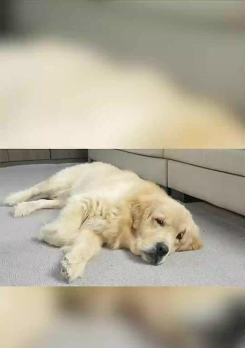 小金毛睡眠需求及如何改善睡眠质量（了解小金毛的睡眠习惯，让它拥有良好的睡眠品质）