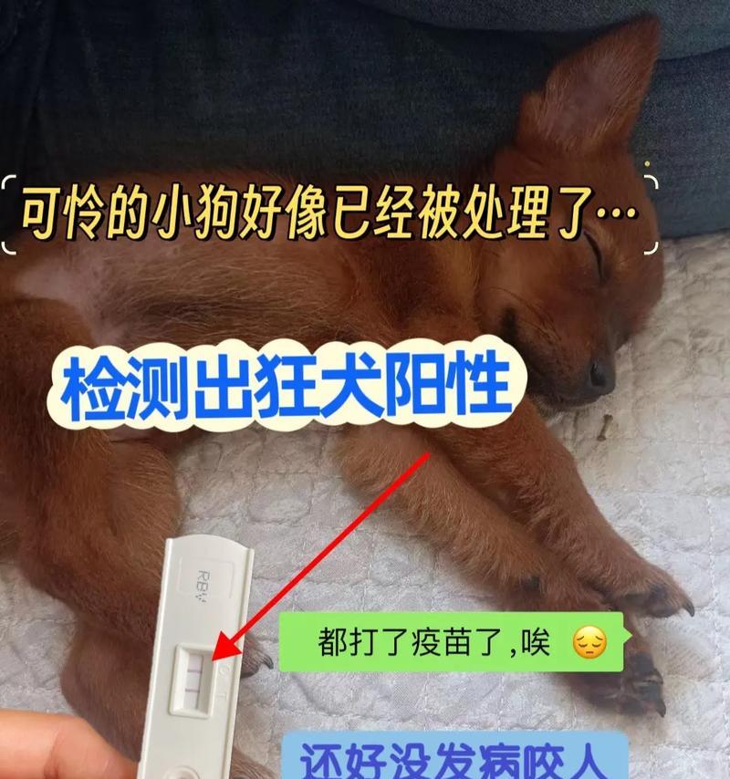 猫传染给狗的常见疾病及防控措施（探究猫传染给狗的主要疾病和预防方法）