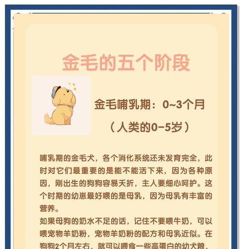 金毛犬训练（三个月后至四个月是金毛训练的黄金时期）