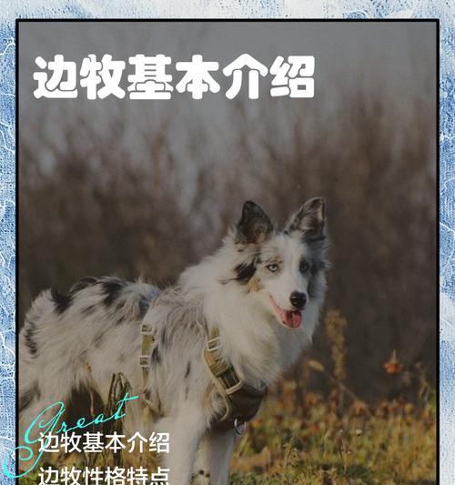 探秘小边牧眼睛的恢复时长（了解小边牧眼睛恢复的关键因素和时间要求）