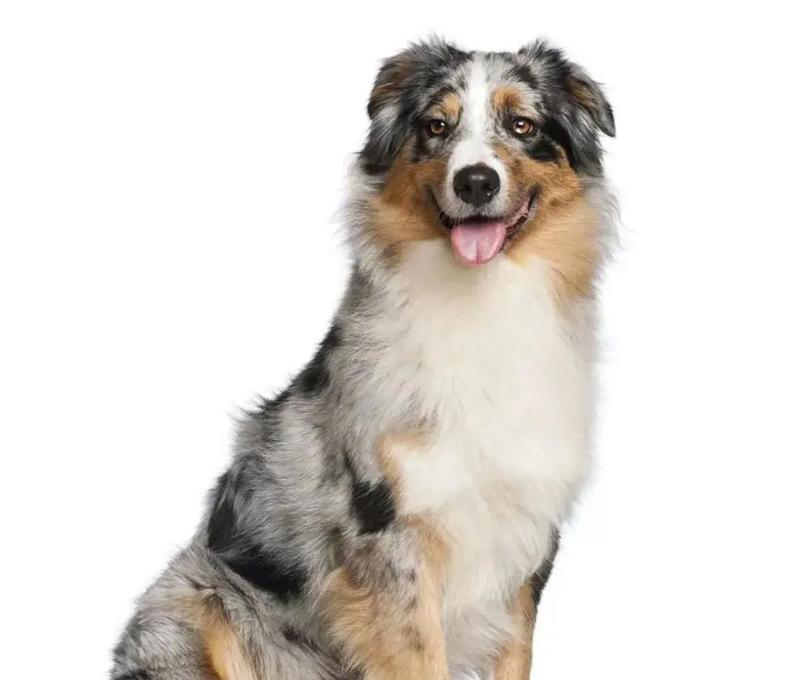 小型牧羊犬的品种及特点（探秘小型牧羊犬的独特魅力与适应性）