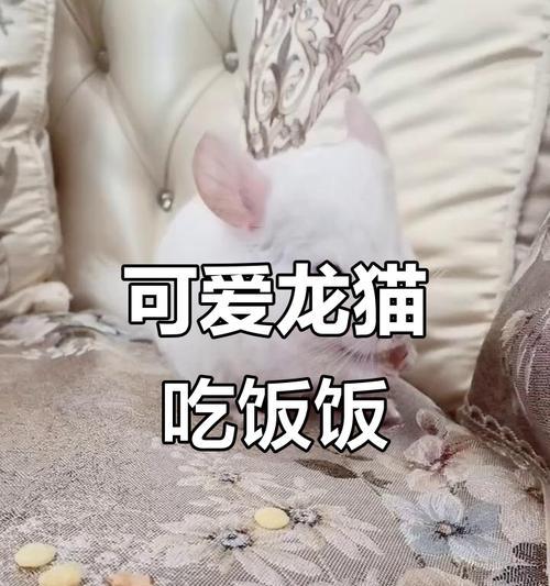 龙猫粮5斤能吃多久？（了解龙猫食量及合理喂养的关键）