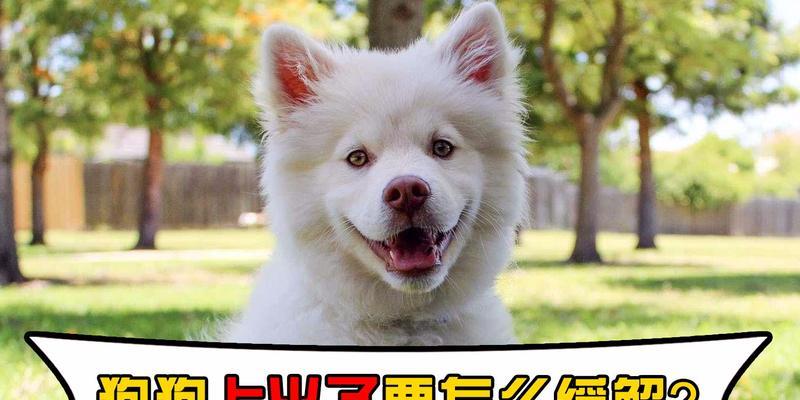 狗上火的表现及应对方法（了解狗上火的表现和如何帮助它缓解身体不适）