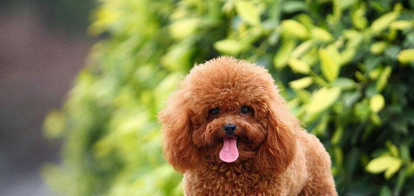 探秘泰迪犬的八大经典色彩（发现你心中最喜欢的泰迪犬毛色是哪一种）
