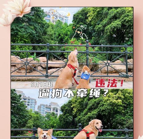 遛狗拴绳入法，点赞之余还需落实（守法养狗，从遛狗拴狗绳规定开始）