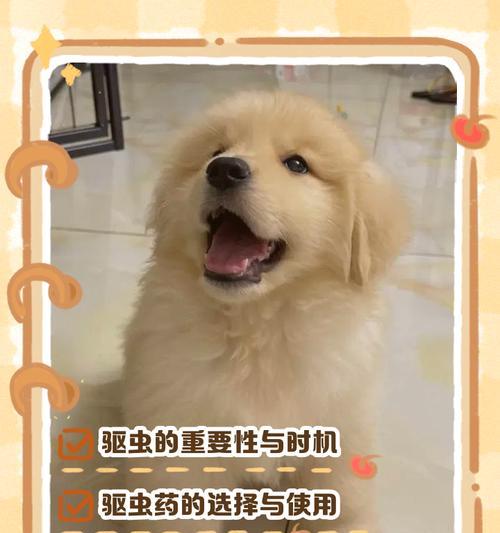 金毛喂食频率（金毛饲养技巧与经验分享，以六个月的金毛喂食频率为关键）