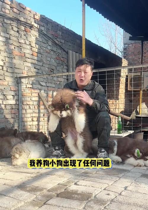 狗狗肠胃药使用注意事项与常见症状解析（保护你的宠物免受不必要的困扰）