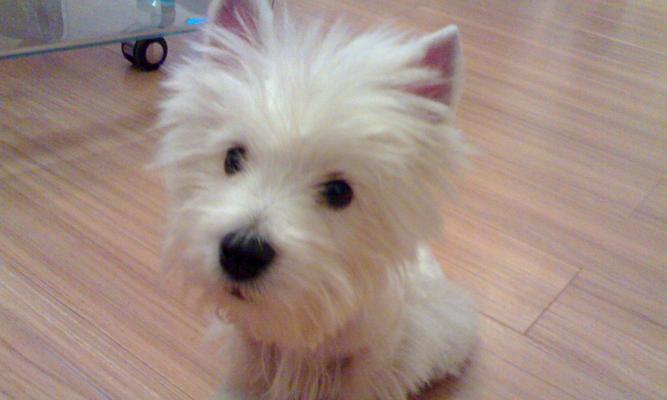 白色犬种大全——白色犬种的品种及名称详解（探索白色犬种的多样性，了解它们的特点与魅力）