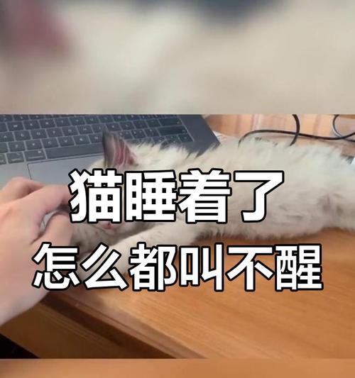 猫咪的睡眠时间（了解猫咪的睡眠习惯与深度睡眠时间的奥秘）