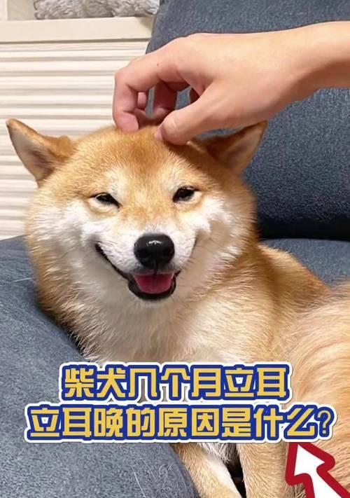 赛级柴犬的顶级品相标准（普通柴犬和赛级柴犬的区别）