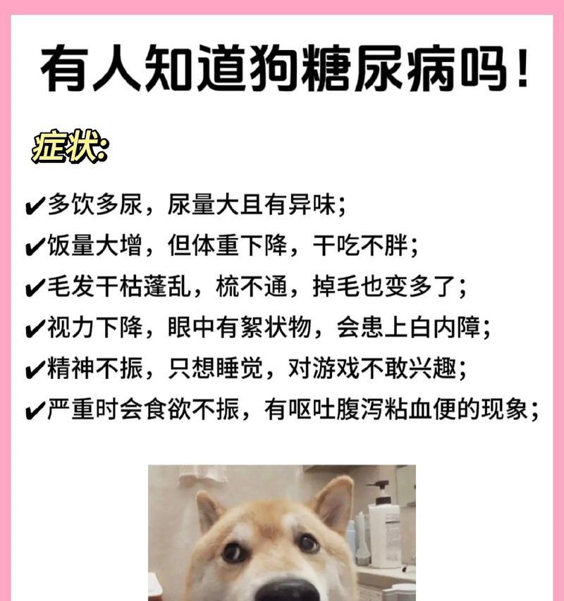 狗狗肠病症状分析（了解狗狗肠病的常见症状与处理方法）