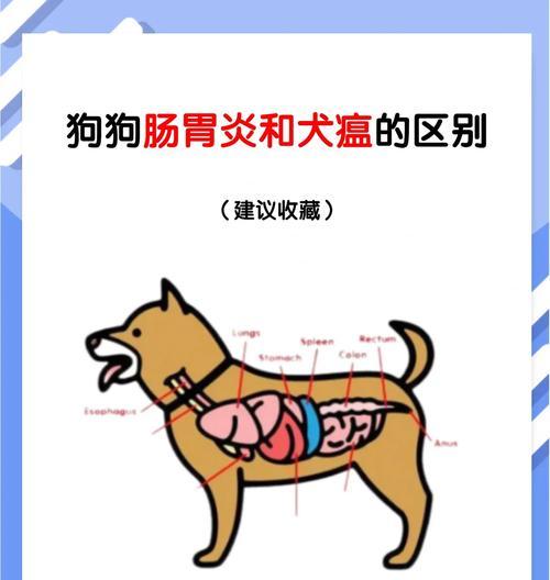 狗狗肠胃炎缺钙症状及其应对方法（了解狗狗肠胃炎缺钙的症状以及如何帮助狗狗恢复健康）