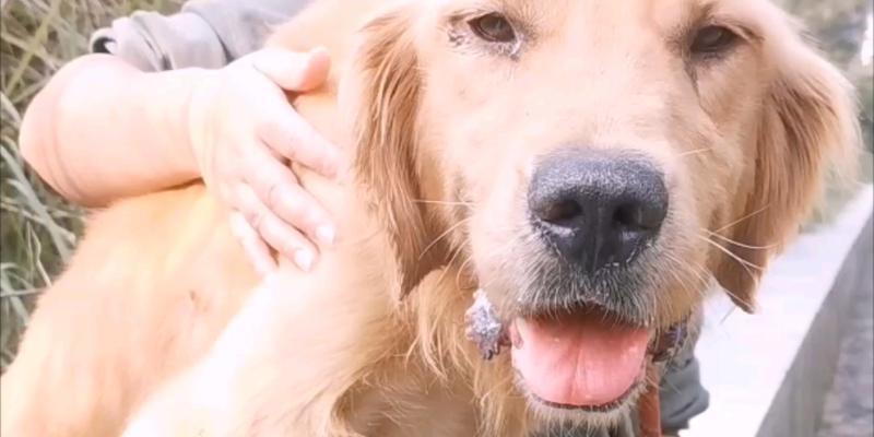 犬瘟细小的排毒期及时间长度（深入探究犬瘟细小疾病的排毒过程与时长）