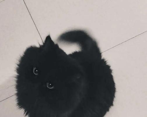 黑猫之谜（黑猫的养育与传说）