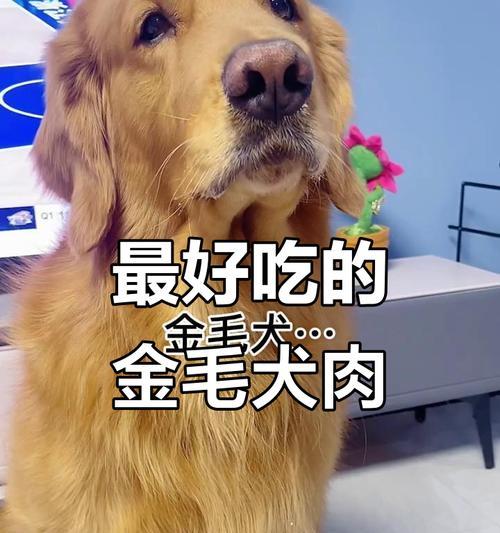 金毛成年时间及特点（金毛成年需要多久？金毛成年后的特点是什么？）