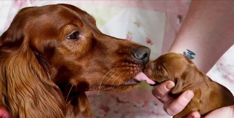 母狗对小狗的照顾时长及关键影响因素（探讨母狗对幼犬的照顾时长，了解其关键影响因素）