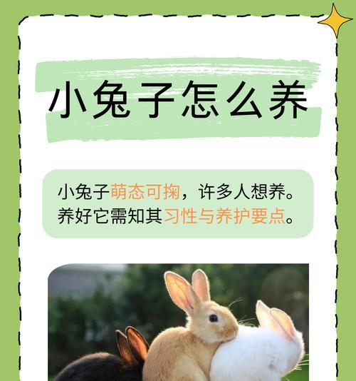 如何给兔子洗澡？注意这4点（兔子洗澡的正确方法和注意事项）