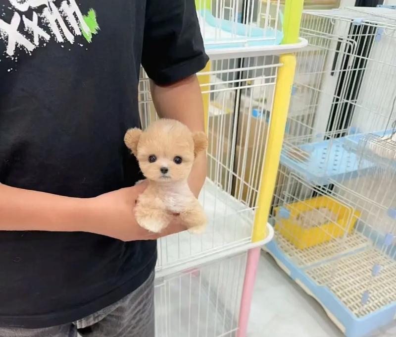 两个月泰迪狗的泡浴时间究竟多久合适？（为您解析宠物洗澡频率的重要性及注意事项）