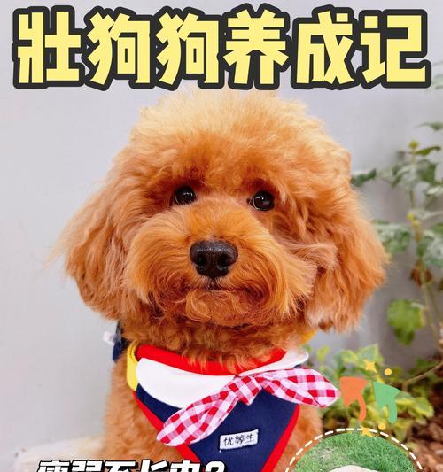 宠物狗可以吃哪些肉类？（探索适合宠物狗食用的肉类种类及营养价值）