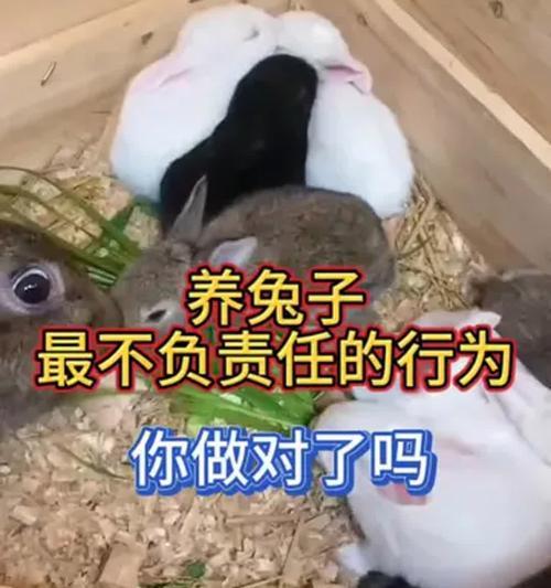 兔子养护的关键技巧（以兔子不好养？掌握这些技巧让你兔子健康快乐！）