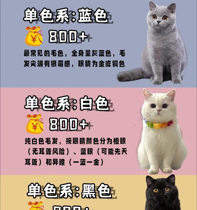 探索英短渐层的种类及其色号（了解英短渐层的丰富多样性和色彩搭配技巧）