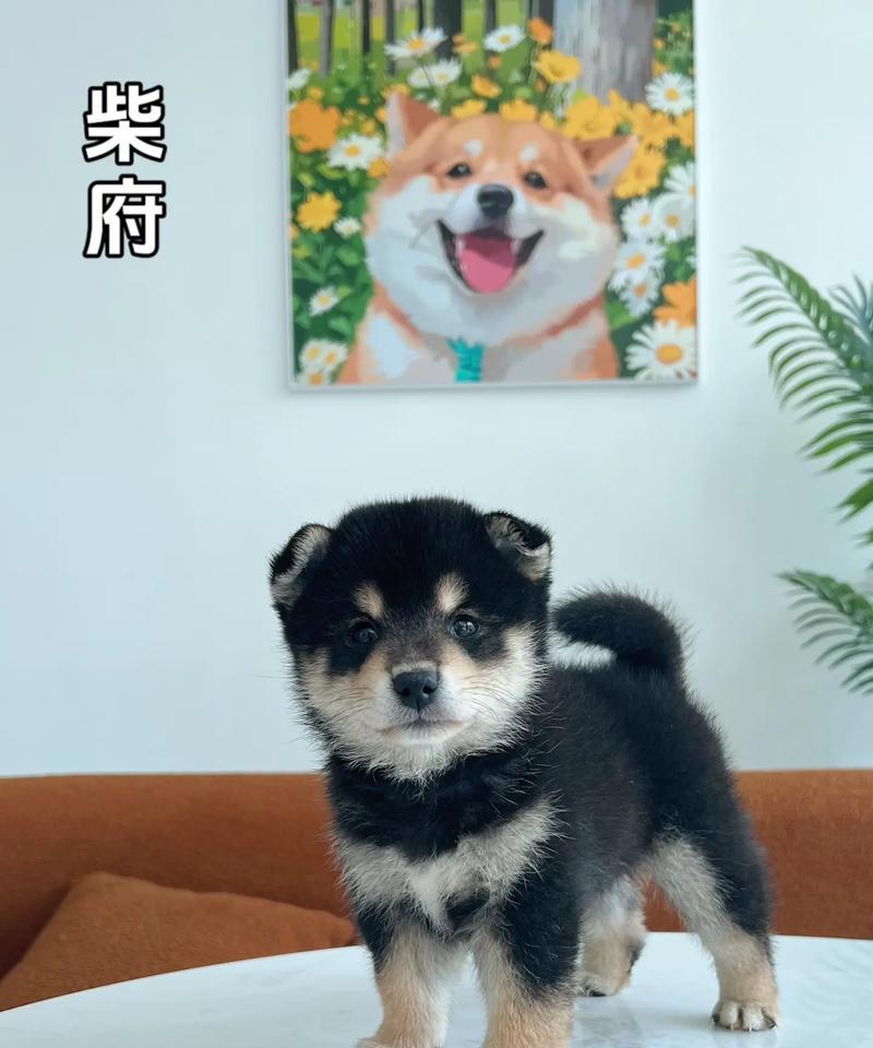 徐州CKU犬舍（了解CKU犬舍的特色、饲养环境和犬只品种）