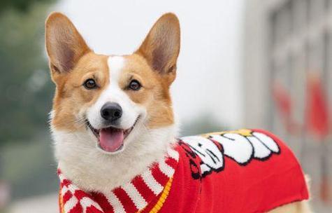 泰迪犬为何一直发抖？原因分析及解决方法（揭秘泰迪犬持续发抖的七大原因，帮助你解决犬只抖动问题）
