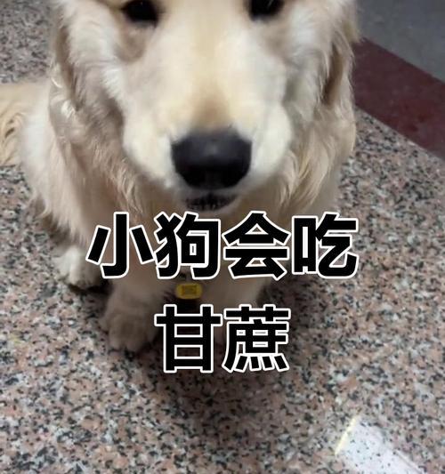 小金毛不能吃的东西（小金毛的饮食禁忌及保护措施）