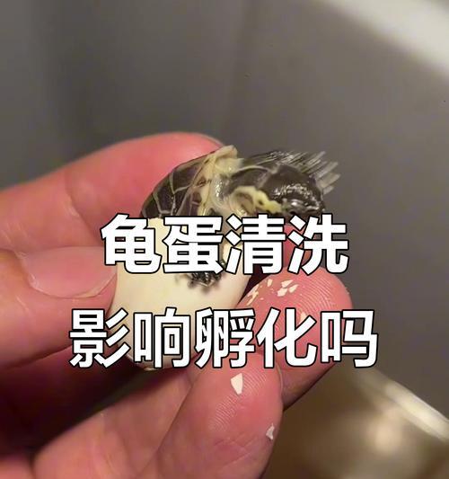 乌龟蛋孵化所需时间及注意事项（乌龟蛋孵化周期、温度和湿度对孵化的影响与调控方法）