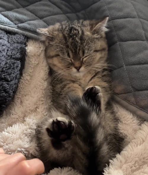 揭秘猫爪生长之谜（从小爪子到锋利武器，猫的爪子有多快生长？）