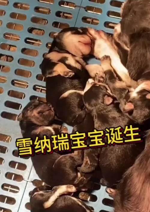 深圳狗场景点盘点（探索深圳市内最受欢迎的狗场，让你的爱犬度过愉快的时光）